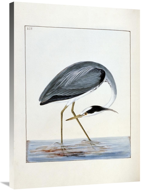 Global Gallery GCS-266768-36-142 36 in. Heron Art Print - William Lewi