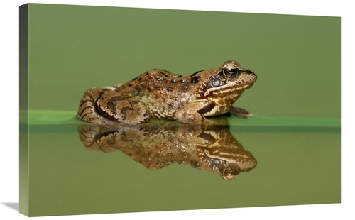 Global Gallery GCS-395312-2030-142 20 x 30 in. Common Frog on Partiall