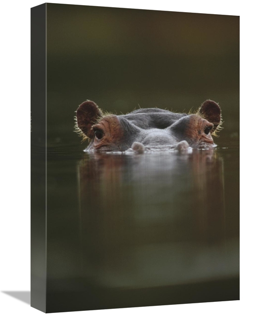 Global Gallery GCS-396119-1218-142 12 x 18 in. Hippopotamus at Water S