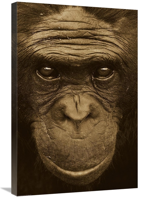 Global Gallery GCS-453670-2030-142 20 x 30 in. Bonobo Portrait, Na