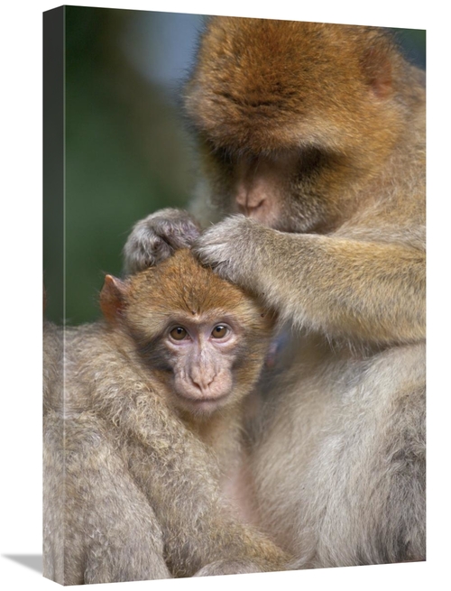 Global Gallery GCS-397876-1624-142 16 x 24 in. Barbary Macaque Mother 