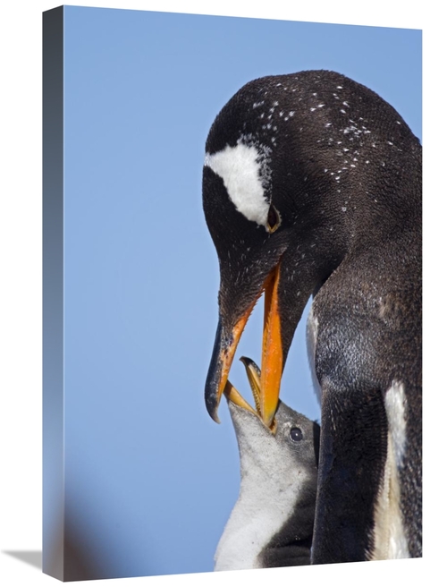 Global Gallery GCS-397875-1624-142 16 x 24 in. Gentoo Penguin Adult Fe
