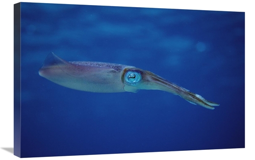 Global Gallery GCS-450751-2030-142 20 x 30 in. Squid Portrait, Bon