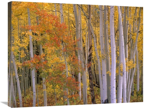 Global Gallery GCS-396069-2432-142 24 x 32 in. Aspens at Independence 