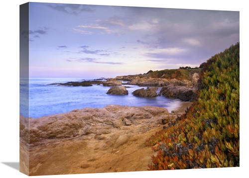 Global Gallery GCS-396561-1620-142 16 x 20 in. Ice Plant Growing on Cl