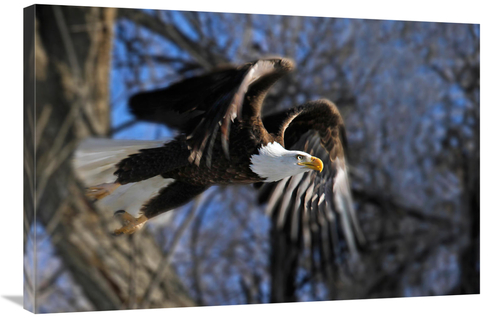 Global Gallery GCS-486527-36-142 36 in. Taking Flight Art Print - Vic 