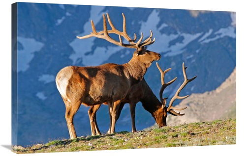 Global Gallery GCS-486394-36-142 36 in. Two High Country Bull Elk Art 