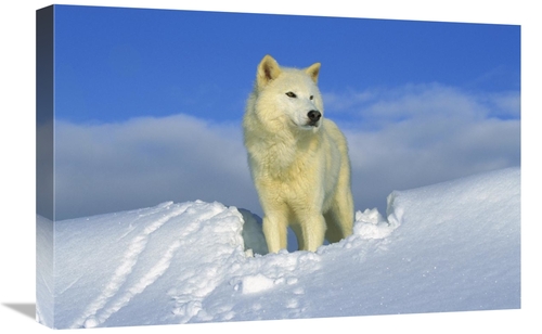 Global Gallery GCS-453304-1624-142 16 x 24 in. Arctic Wolf Portrait of