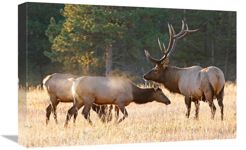 Global Gallery GCS-486542-22-142 22 in. Elk Family Group Art Print - V