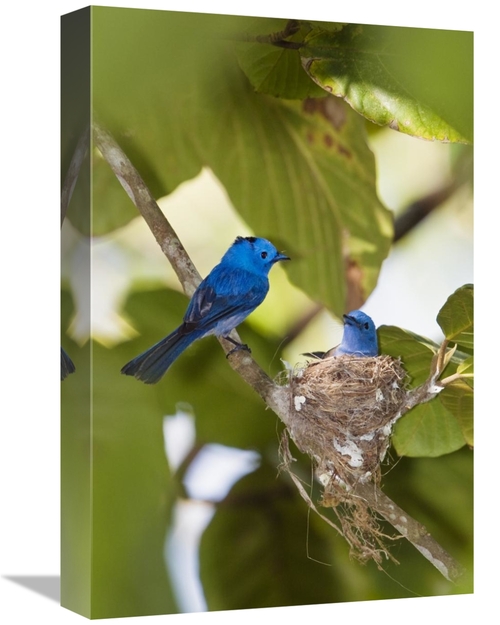 Global Gallery GCS-453648-1218-142 12 x 18 in. Black-Naped Monarch Pai