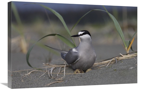 Global Gallery GCS-395434-2030-142 20 x 30 in. Aleutian Tern on Ground