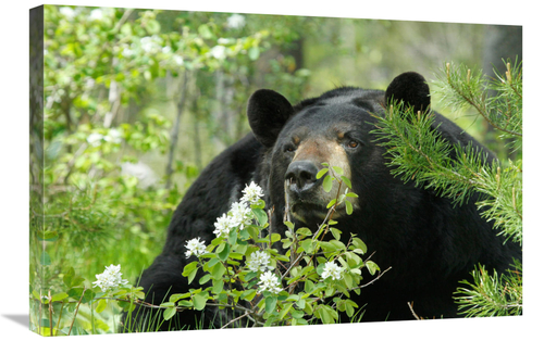 Global Gallery GCS-486431-30-142 30 in. Watching Art Print - Vic Schen