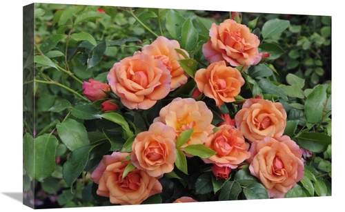 Global Gallery GCS-398341-1624-142 16 x 24 in. Rose Aprikola Variety F