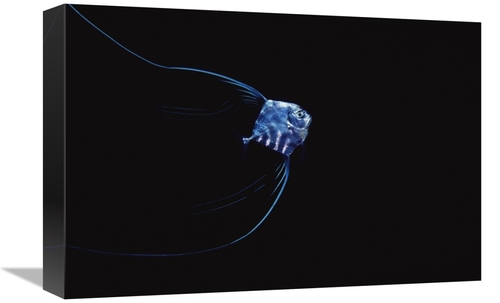 Global Gallery GCS-450766-1218-142 12 x 18 in. Pompano Juvenile Off of