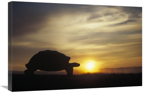 Global Gallery GCS-451376-2030-142 20 x 30 in. Galapagos Giant Tortois