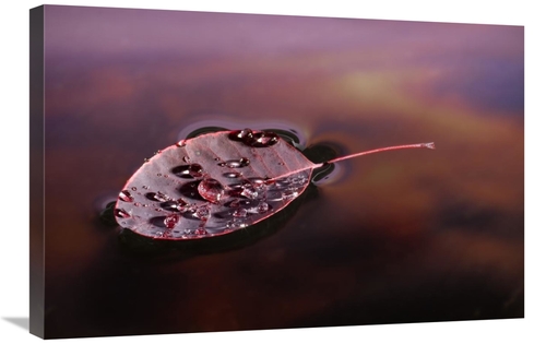 Global Gallery GCS-395721-2030-142 20 x 30 in. European Smoketree Leaf