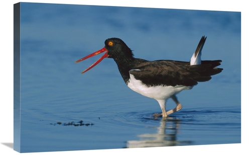 Global Gallery GCS-396203-2030-142 20 x 30 in. American Oystercatcher 