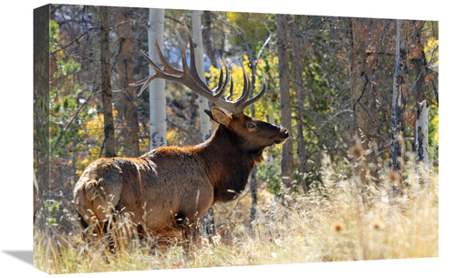 Global Gallery GCS-486447-22-142 22 in. Bull Elk in the Forest Art Pri