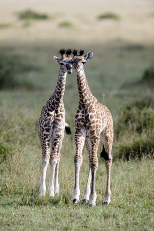 Panoramic Images PPI119234 Masai giraffes - Giraffa camelopardalis tip