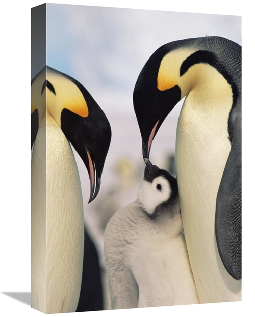 Global Gallery GCS-452324-1218-142 12 x 18 in. Emperor Penguin Parents