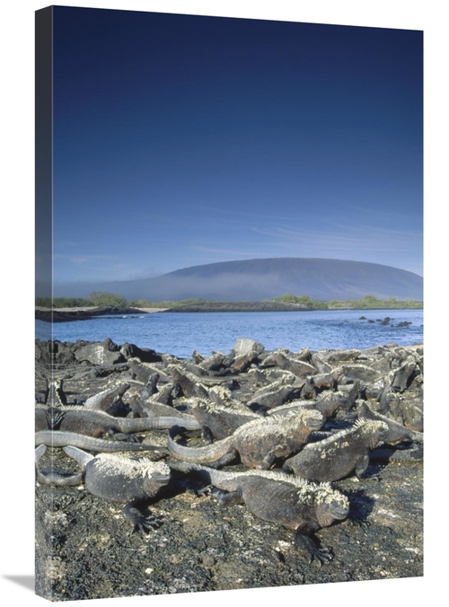 Global Gallery GCS-451041-2030-142 20 x 30 in. Marine Iguana Colony Ba