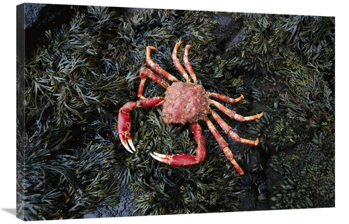 Global Gallery GCS-451587-2436-142 24 x 36 in. Auckland Island Spider 