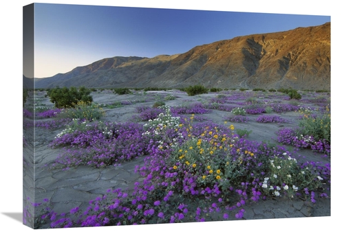 Global Gallery GCS-396950-1824-142 18 x 24 in. Sand Verbena & Desert S