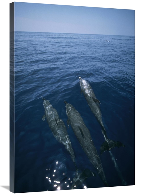 Global Gallery GCS-450624-2436-142 24 x 36 in. Bottlenose Dolphin Trio