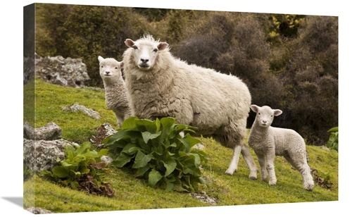 Global Gallery GCS-397796-1624-142 16 x 24 in. Domestic Sheep with Twi