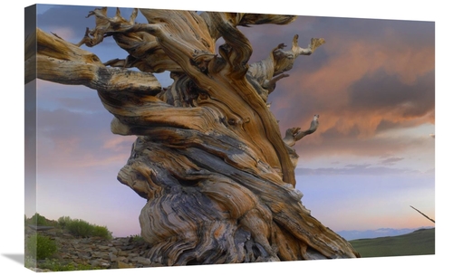 Global Gallery GCS-396963-2030-142 20 x 30 in. Foxtail Pine Tree, 