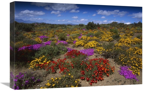 Global Gallery GCS-451829-1624-142 16 x 24 in. Dewflowers & Other Bloo