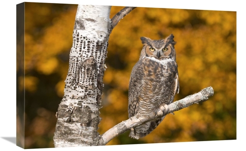 Global Gallery GCS-397344-1624-142 16 x 24 in. Great Horned Owl, H