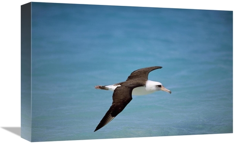 Global Gallery GCS-451433-1218-142 12 x 18 in. Laysan Albatross Flying