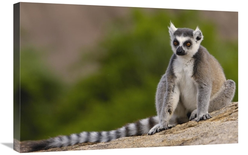 Global Gallery GCS-453249-2030-142 20 x 30 in. Ring-Tailed Lemur in th