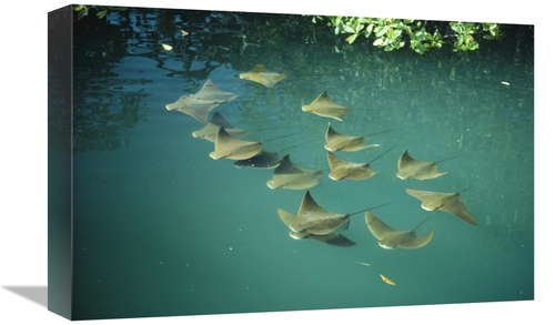 Global Gallery GCS-451145-1218-142 12 x 18 in. Golden Cownose Rays Sch