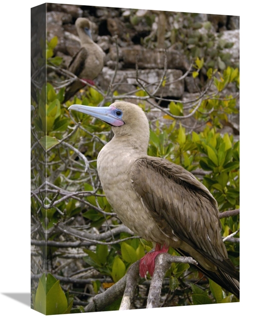 Global Gallery GCS-453102-1218-142 12 x 18 in. Red-Footed Booby, T