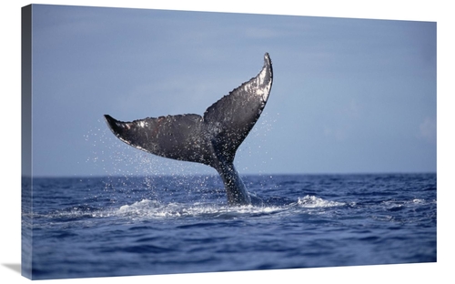 Global Gallery GCS-450998-2436-142 24 x 36 in. Humpback Whale Tail Lob