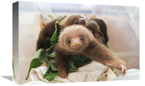 12 x 18 in. Hoffmanns Two-Toed Sloth Orphaned Babies, Aviarios Slo