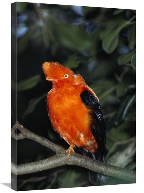 Global Gallery GCS-450825-2030-142 20 x 30 in. Andean Cock-Of-The-Rock