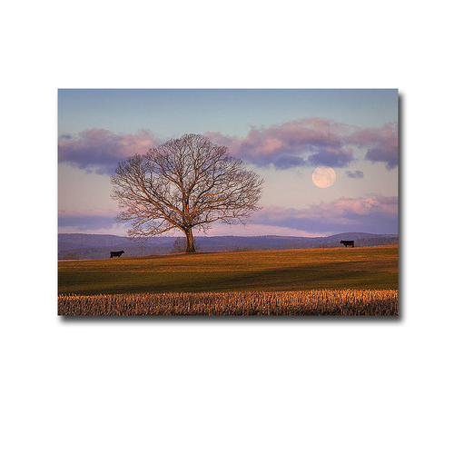 Artistic Home Gallery 2436I79IG Meeting at Dawn by Patrick Zephyr Prem