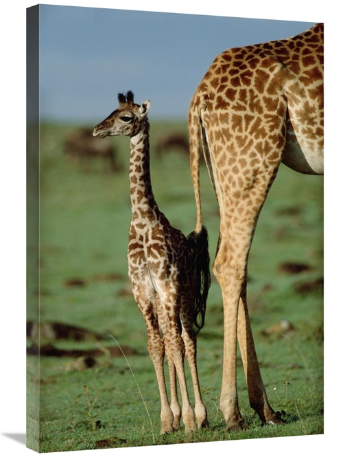 Global Gallery GCS-395999-2030-142 20 x 30 in. Giraffe Mother with You