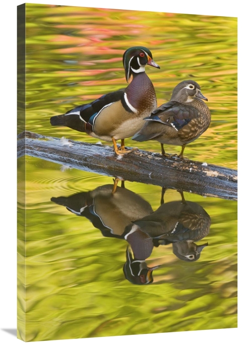 Global Gallery GCS-397337-2436-142 24 x 36 in. Wood Duck Pair, Nor