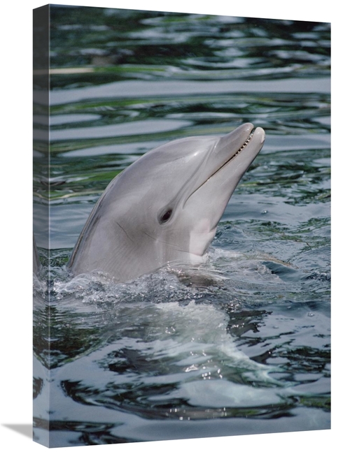 Global Gallery GCS-450626-1624-142 16 x 24 in. Bottlenose Dolphin Port