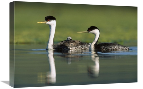 Global Gallery GCS-396909-1624-142 16 x 24 in. Western Grebe Couple wi