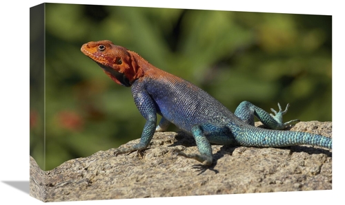 Global Gallery GCS-450884-1218-142 12 x 18 in. Red-Headed Rock Agama M