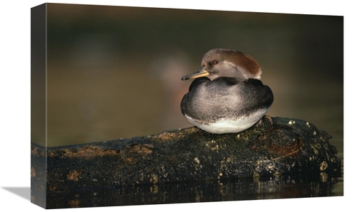 Global Gallery GCS-396509-1218-142 12 x 18 in. Hooded Merganser Female