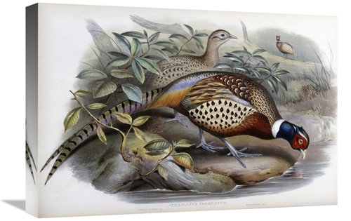 Global Gallery GCS-277752-22-142 22 in. Chinese Ring-Necked Pheasant A