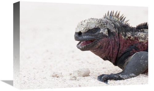 Global Gallery GCS-395604-1218-142 12 x 18 in. Marine Iguana, Gala