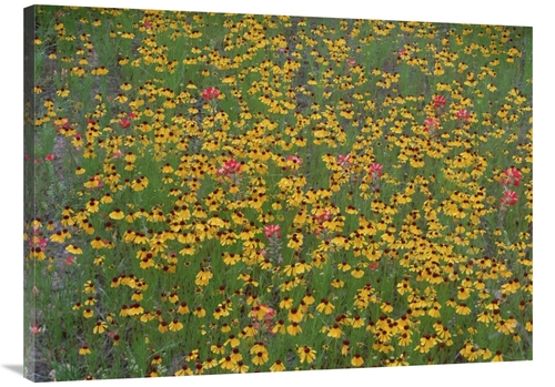 Global Gallery GCS-452044-3040-142 30 x 40 in. Paintbrush & Coreopsis 