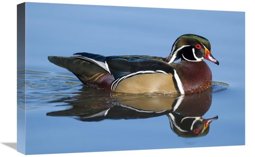 Global Gallery GCS-397373-1624-142 16 x 24 in. Wood Duck Male Swimming